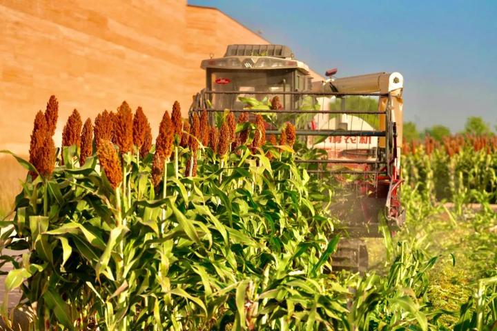 一场黄河边的浪漫 "只有河南"的高粱丰收了!