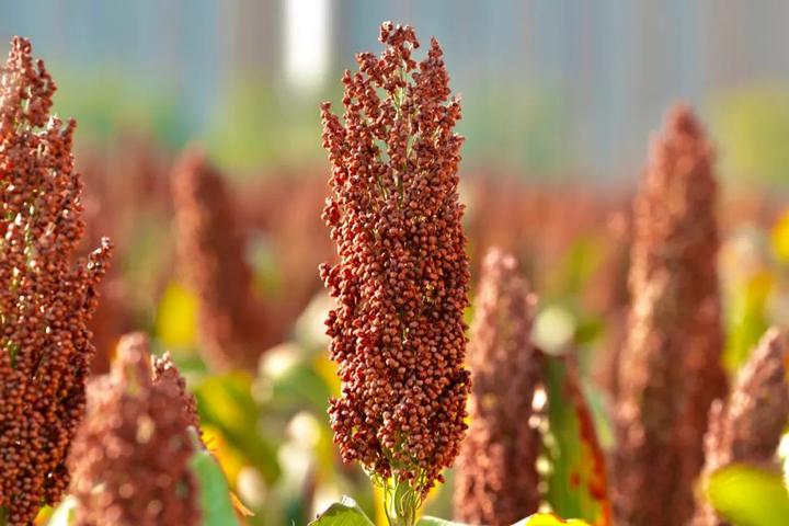 一场黄河边的浪漫 "只有河南"的高粱丰收了!