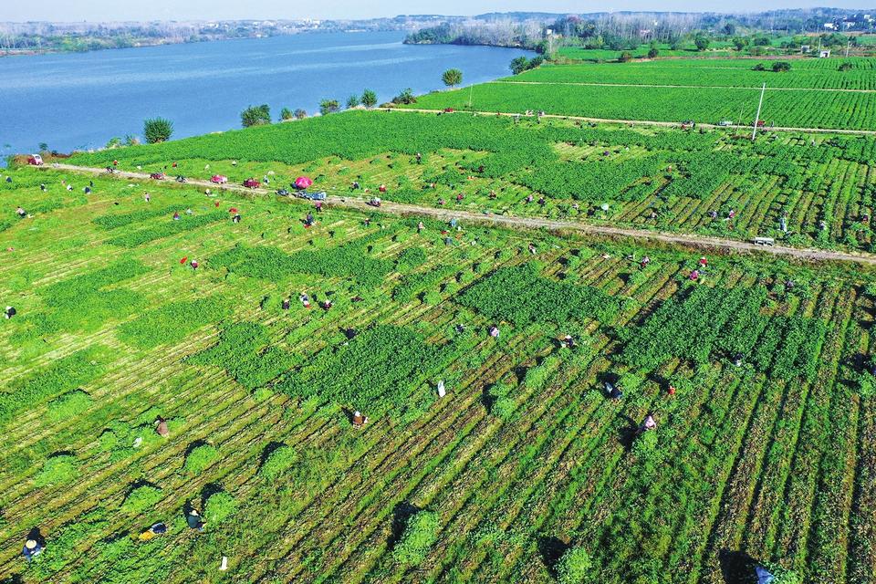 光山县泼陂河镇:发展毛豆产业 助力乡村振兴 | 大公中原网