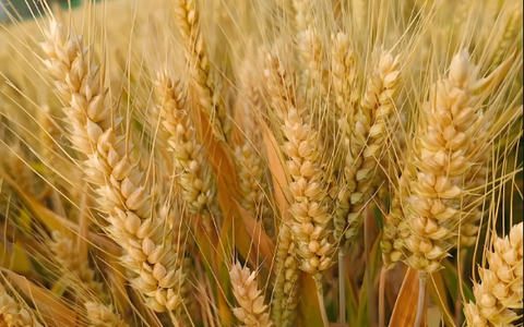 朱传海：深耕小麦良种 用“芯”助农增收
